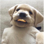 Bandz2x