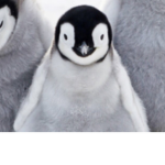 Penguini_blue group
