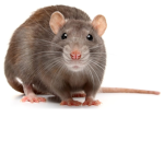 #RAT CULT