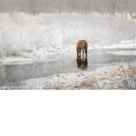 |*~River Valley Riding Acadamy*~|