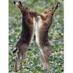 Bunny group of fighting