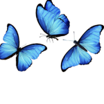 Joyful butterflies