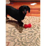 Dachshunds for life! :D