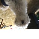 Puppy good boy