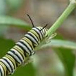 Can of Caterpillars icon