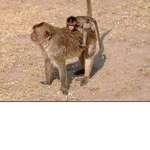gee monke rises