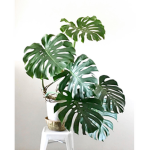 ~* Plant Club *~