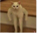 Cat God Army
