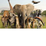 Animals RIGHTS
