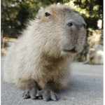 TheCapybaraClan