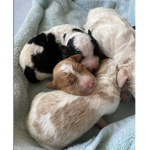 Puppies puppies puppies