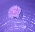 Violettex
