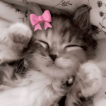 catpawsu