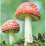 Mushroom Tree house