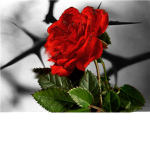 Red Beauty Fashion Inc.