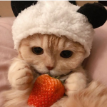 Strawberry Dream Productions