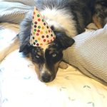 Party Pup Clothing