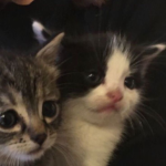 ୨ kittens ୧