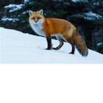 The Fox's Devs