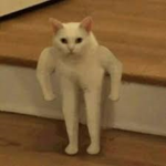 Niki_tiki