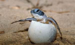 Turtleking7654321