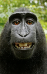 [BR] Monkey Haters