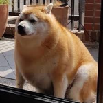 Fat Dog Fan Club