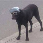 dug mob