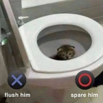 Cat eat bird