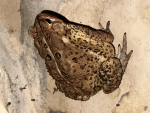 Frog world rap