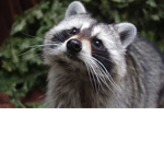 Raccoon Guys