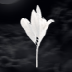 -aesthetical
