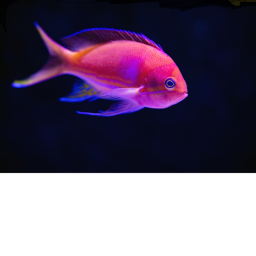 Fishy war