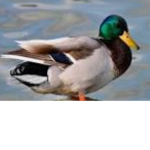 Team DUCK ON DA ROCK