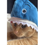 Shark cat clothes