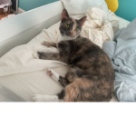 People who love kitties