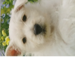 Princess puppy