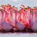 Flamingo group join if you love flamingo