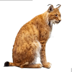 The Rogue Wildcats