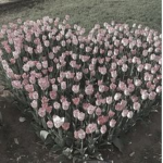 Blissflwrs !