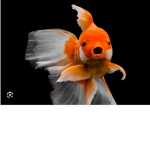 Goldfish Industry