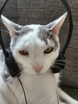 dingus-d