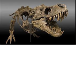 dinosaur club for the reptile fans!