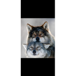 Les loup solitaire SB