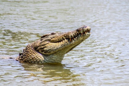 crocodile lake!