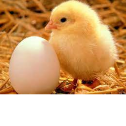 Chicken Wins Obby
