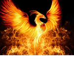 Phoenix Dragon