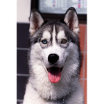 Do you love husky