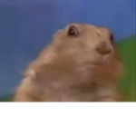 el team marmota