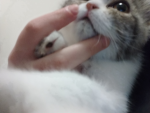 Catship